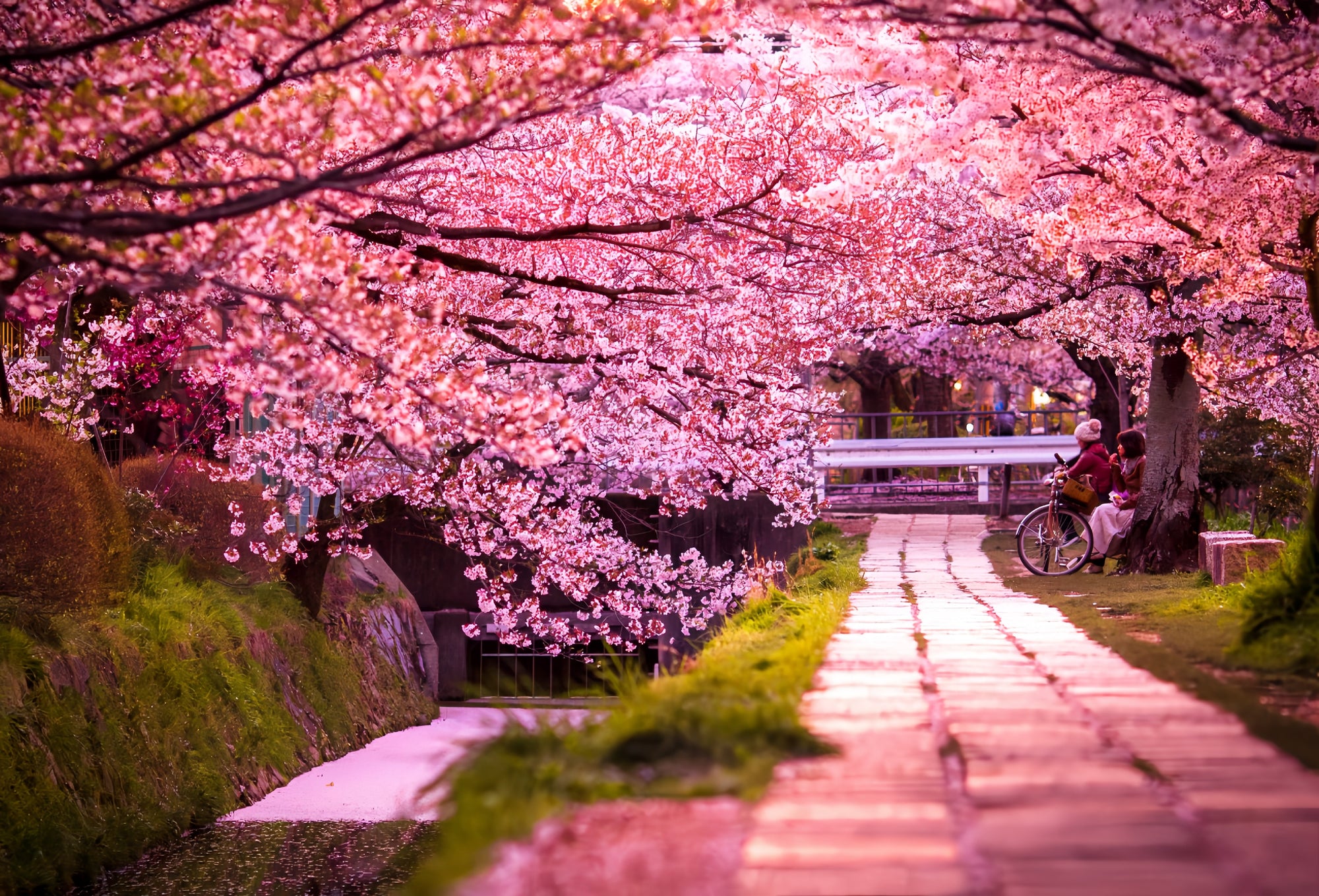 Unique Spots for Cherry Blossom Viewing in Japan 🌸