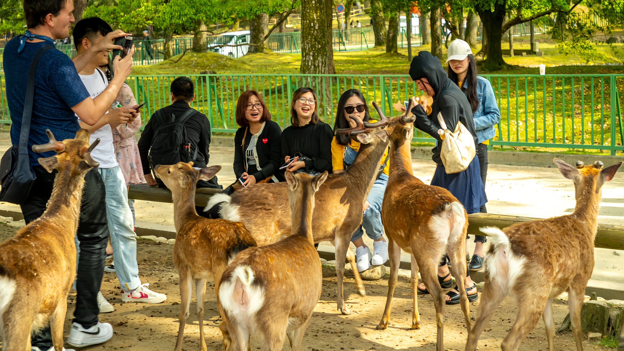 Nara Full-Day Cultural & Heritage Tour 🦌
